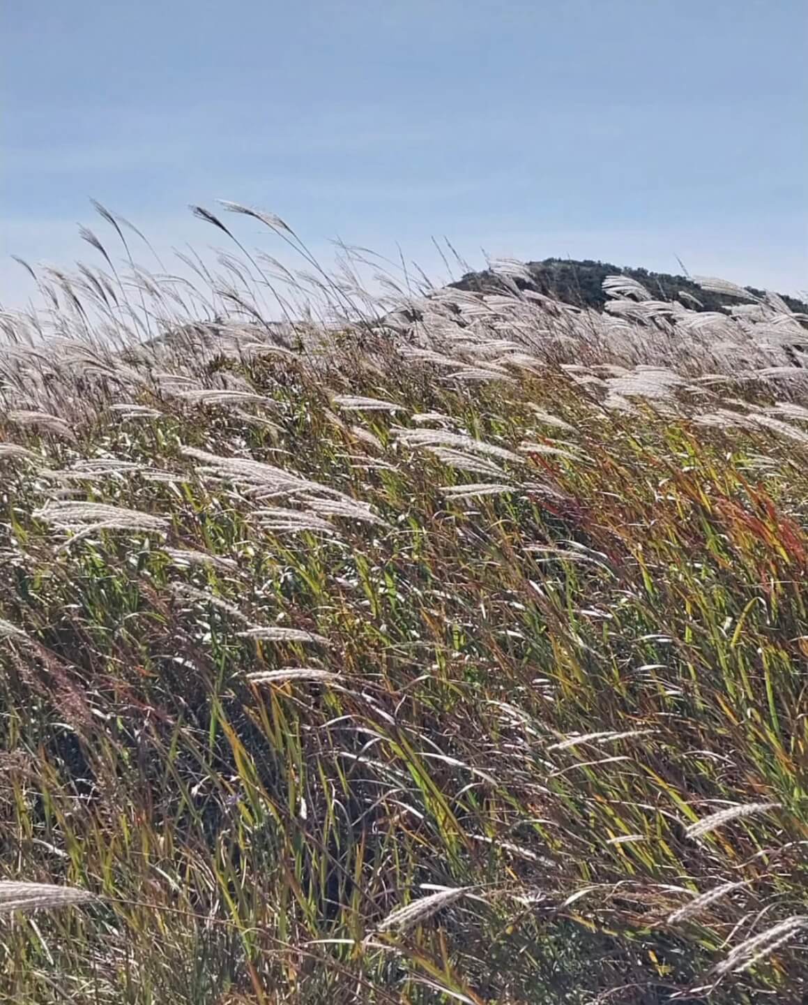 황매산 억새축제기간
