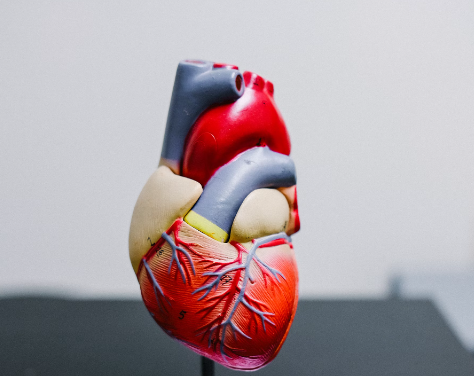 엽산 효능 : 심혈관