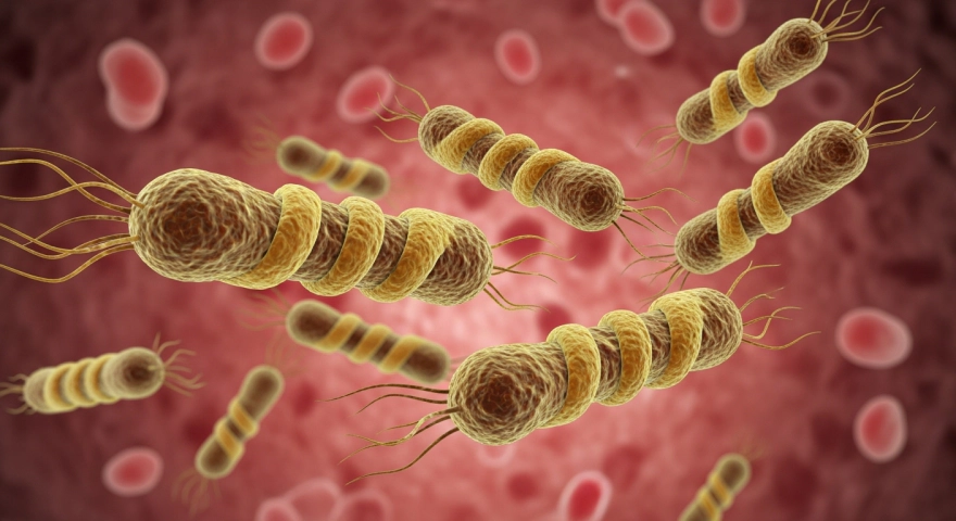 제균 치료 설명 인포그래픽