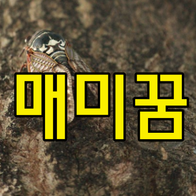 매미꿈
