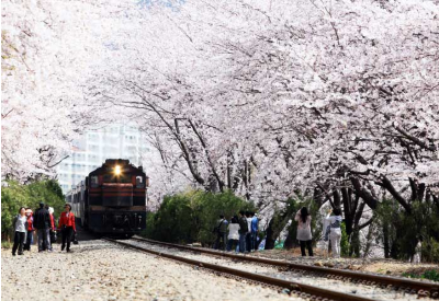 진해 군항제 벚꽃 개화
