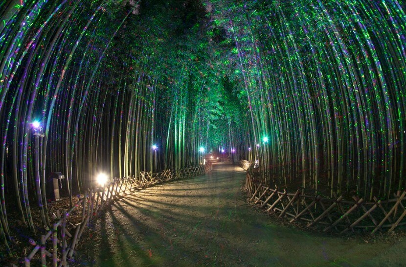 울산여행 태화강 십리대숲 축제 야경