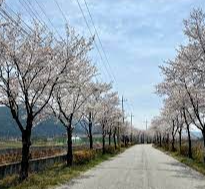 경상북도 생곡 삼거리 벚꽃터널 벚꽃 벚꽃 명소 베스트 5 벚꽃시기 만개시기 드라이브 코스