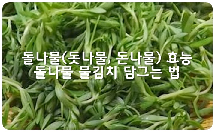 돌나물(돗나물, 돈나물) 효능, 돌나물 물김치 담그는 법