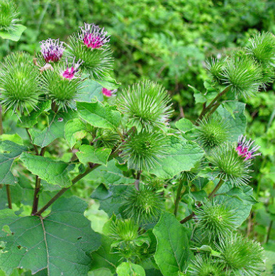 우엉 효능과 부작용 고르는법 요리 먹는법