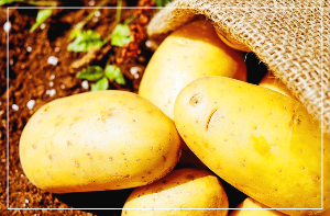 감자의 효능과 부작용