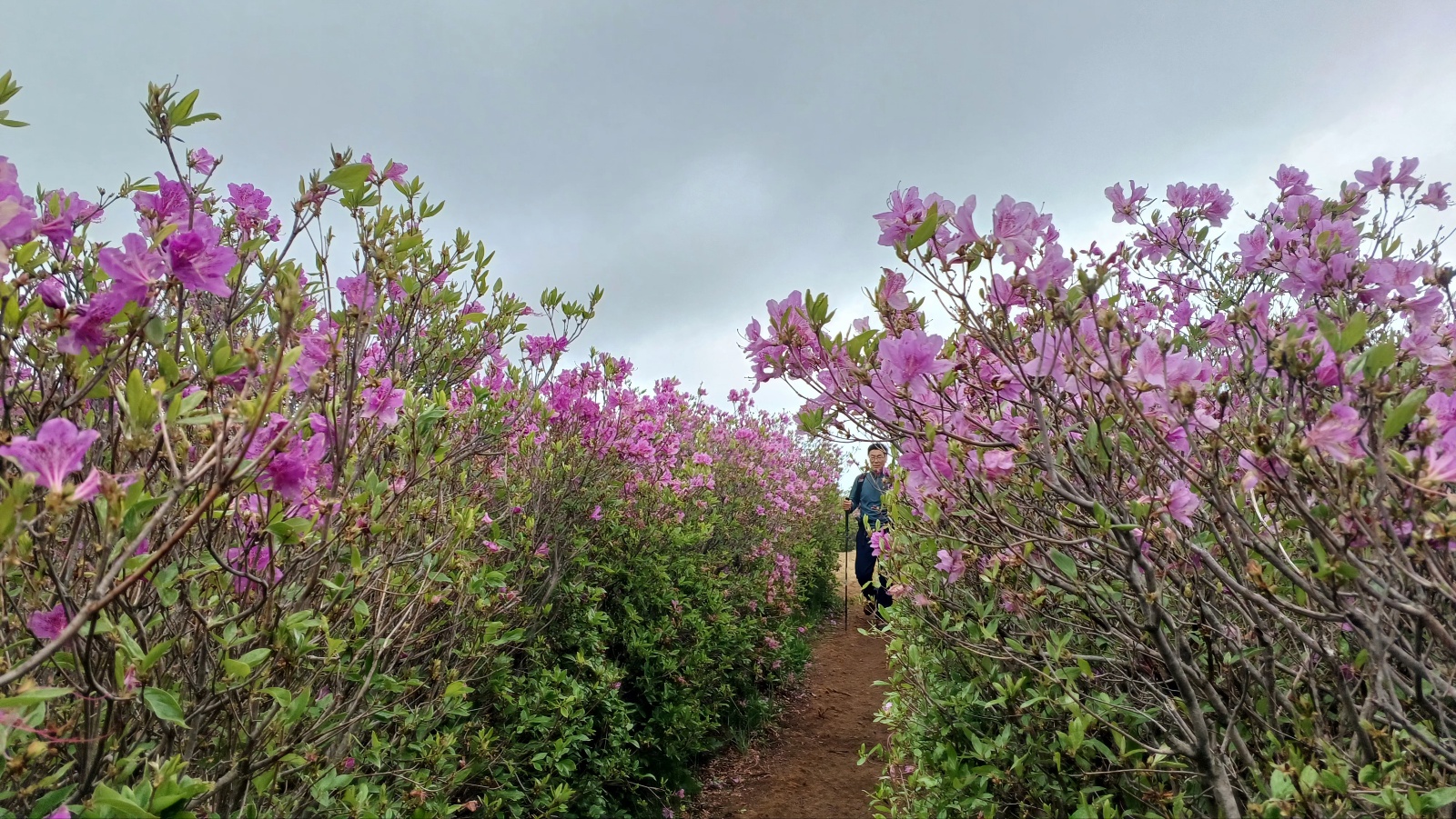 합천 황매산 철쭉6