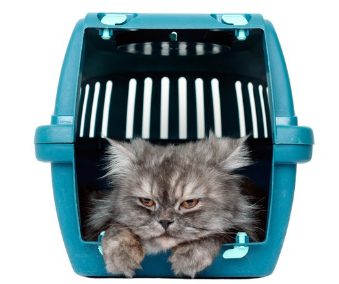 고양이 캐리어에 든 긴 털의 고양이.