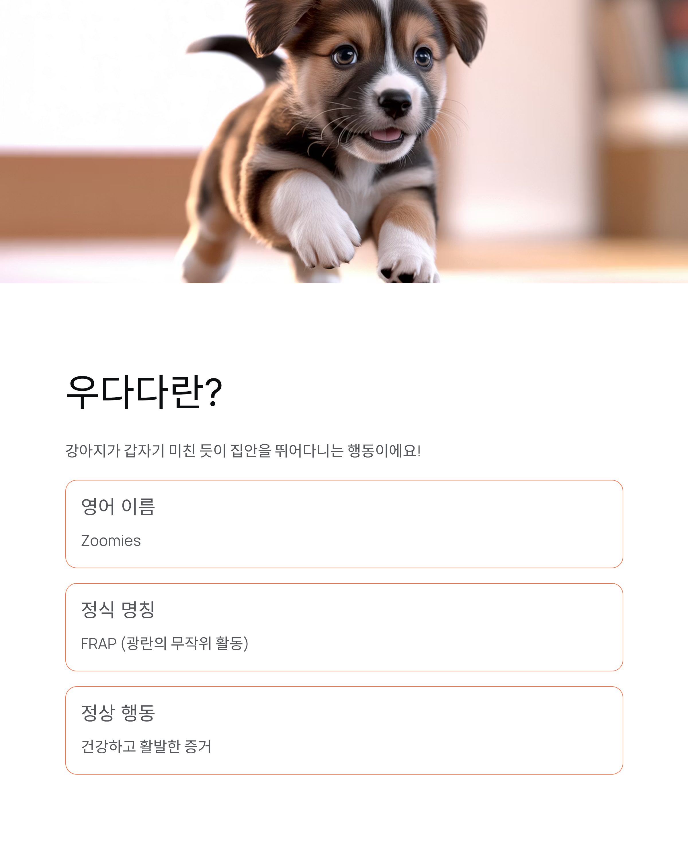 강아지 갑자기 우다다 뛰어다니는 이유? 원인·시간·대처법 총정리