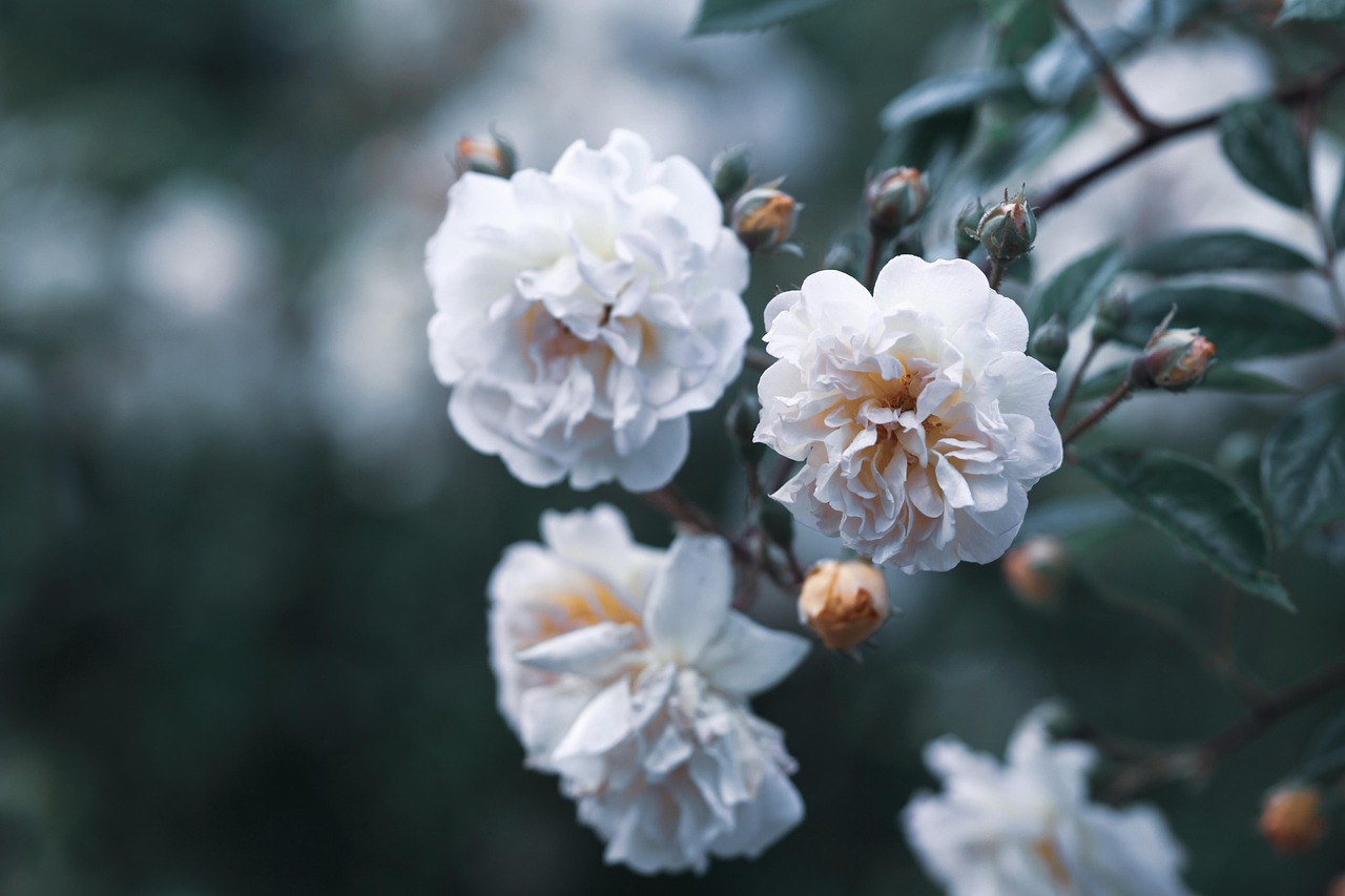 희귀 멸종위기 식물