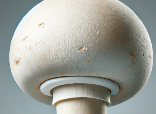 버섯 종류 : 양송이 버섯