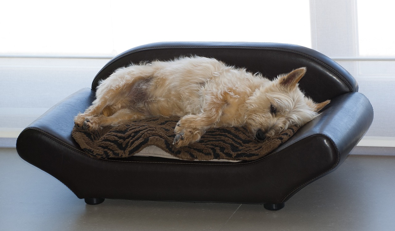 케언 테리어(Cairn Terrier)2