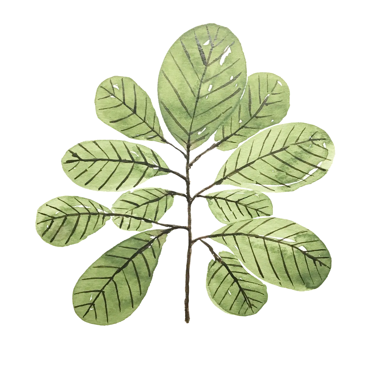 국내외 희귀 질환 포괄성 섬유화증(Congenital Fibrosis Syndrome) 환자의 안구 운동 장애와 시각 기능 관리 전략