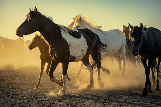 말꿈 해몽&amp;#44; 말나오는 태몽 해석