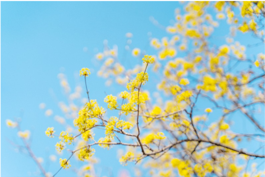 구례 산수유 꽃 축제
