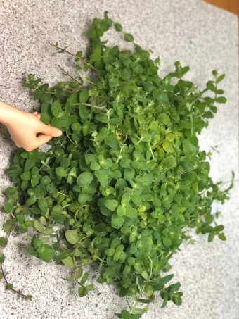 애플민트 재배 번식 빠름 물주기 요령 잎 수확_9