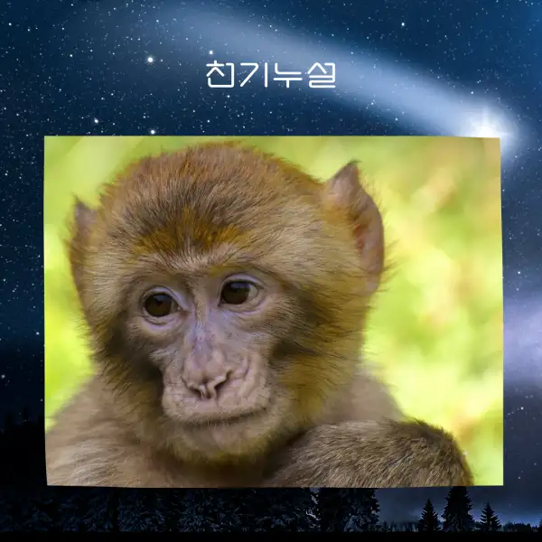 원숭이가 나오는 꿈해몽