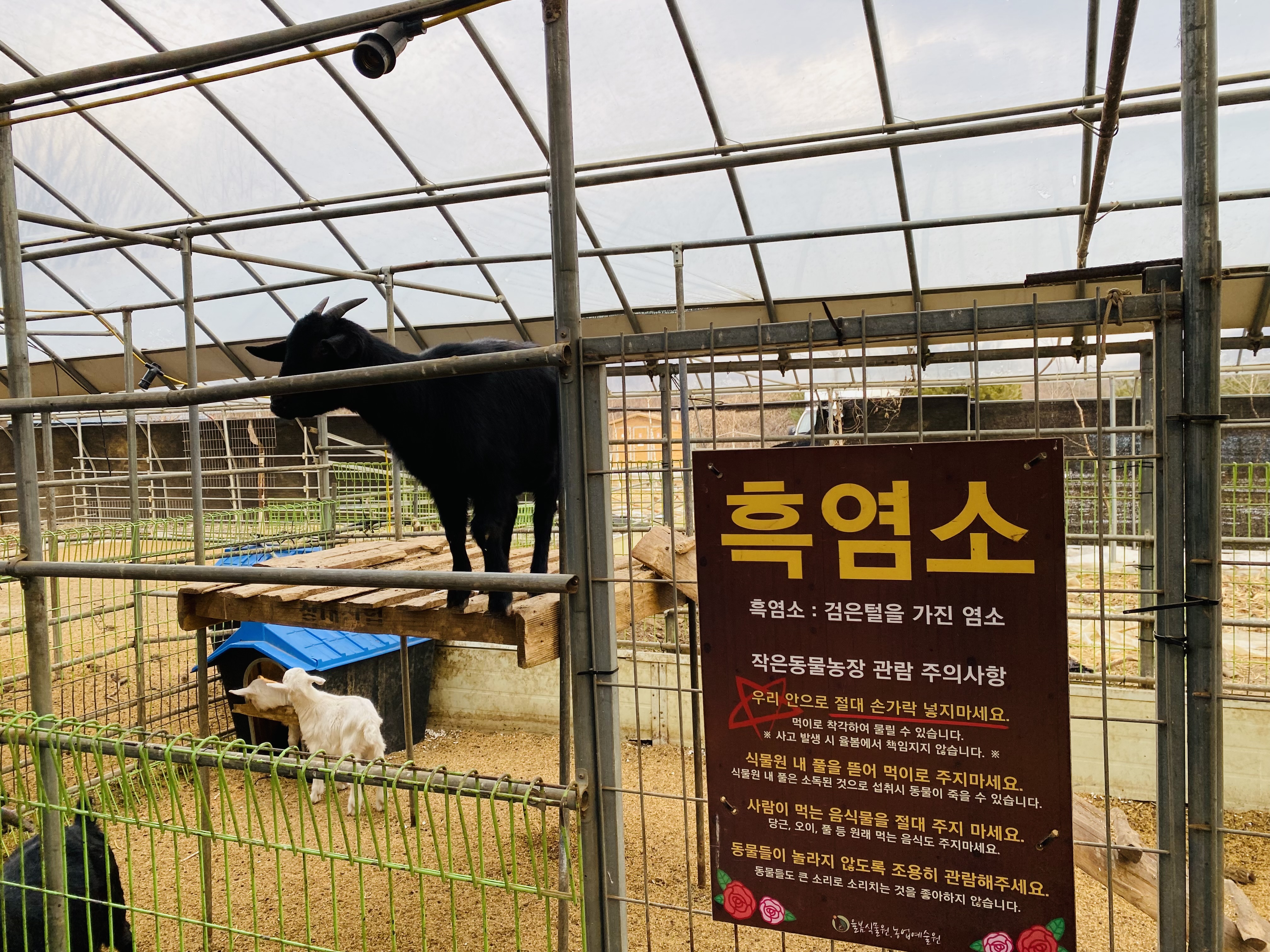 율봄식물원 흑염소