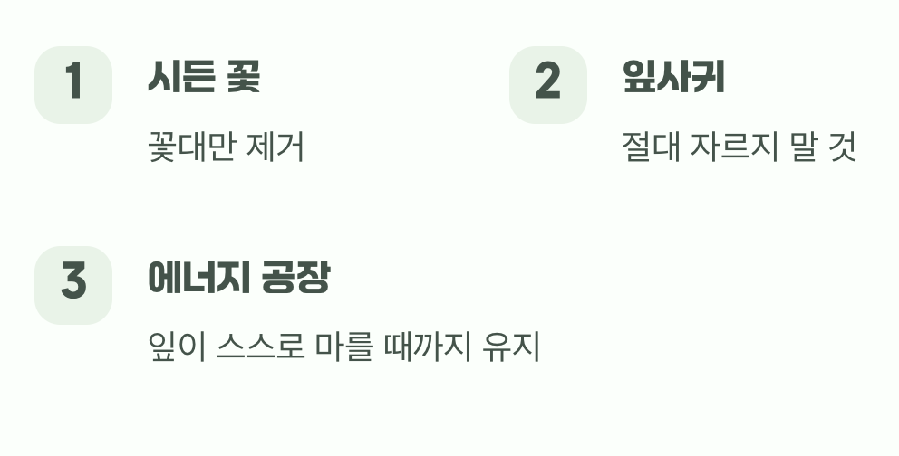 내년을 위한 약속&amp;#44; 꽃이 진 후의 관리