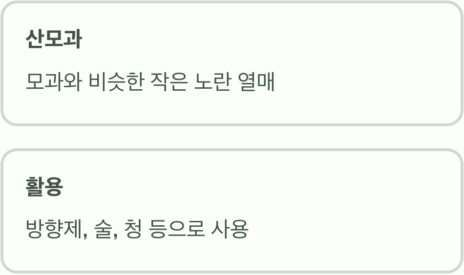 못생겨도 향기로운 '모과' 열매