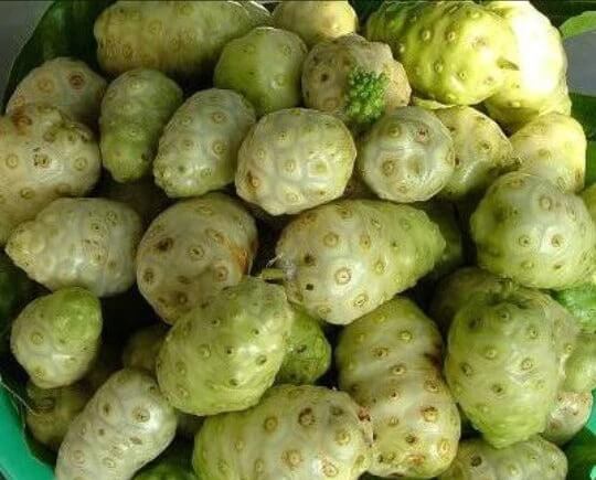 노니 효능 부작용 분말 복용법 52