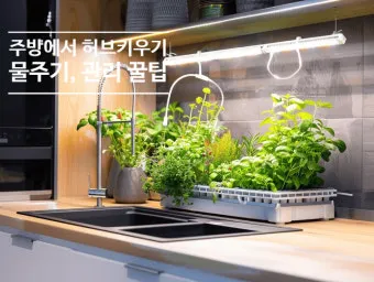 주방 허브 키우기 물주기 수확관리 세척보관 어르신도 간단 실천_4