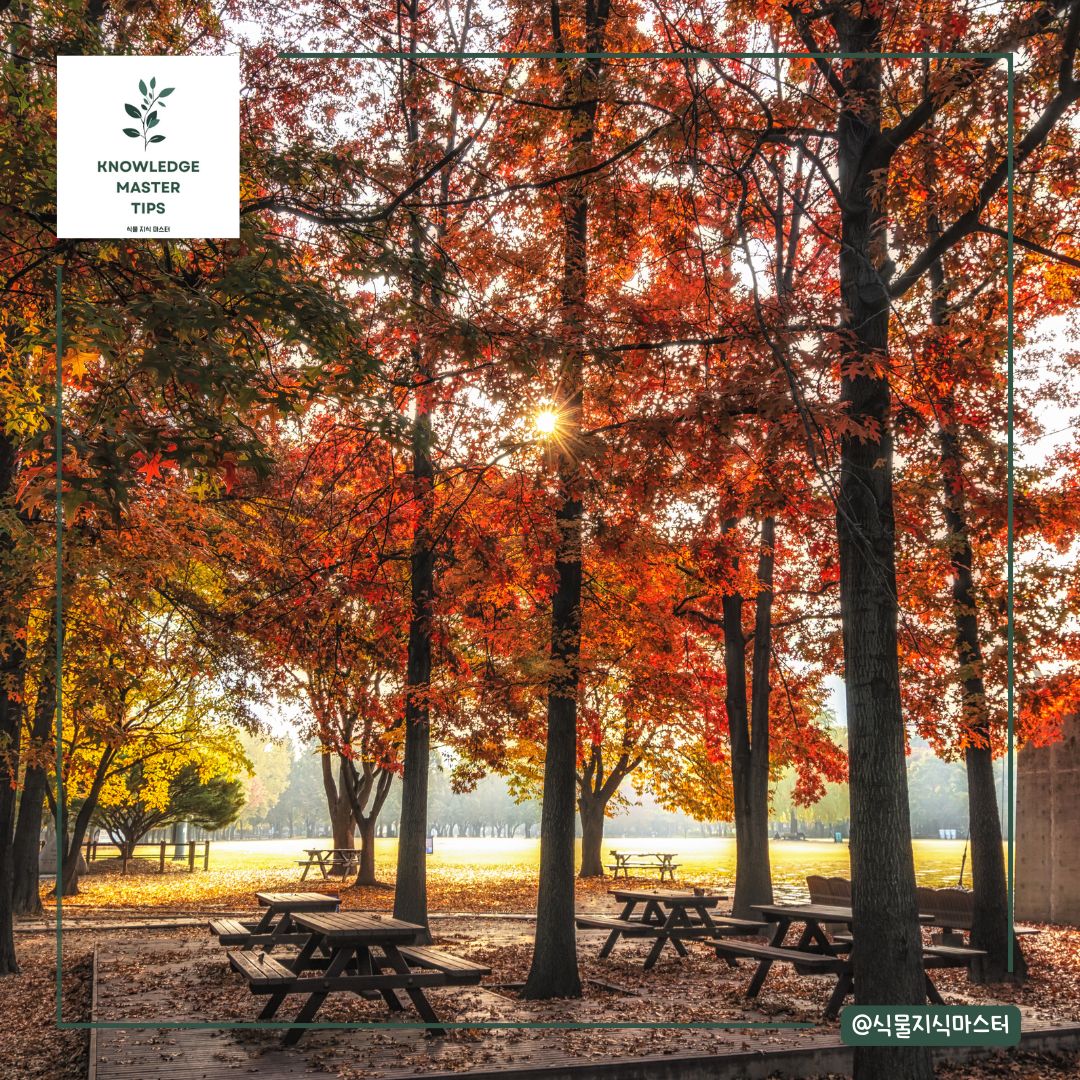 서울 단풍 명소 - 서울숲