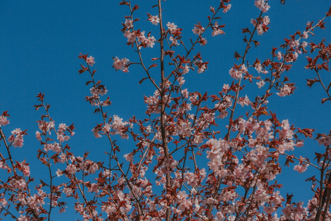 Cherry blossom.