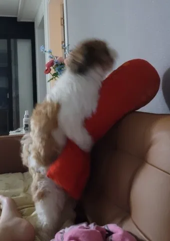 강아지 마운팅 이유 해결 방법_14