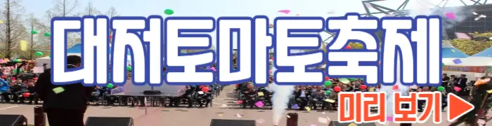 대저토마토축제 짭짤이 토마토_1