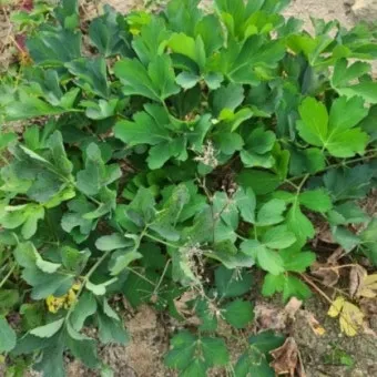 방풍나물 재배 모종 심기 바람막이 설치 생육 관리_12