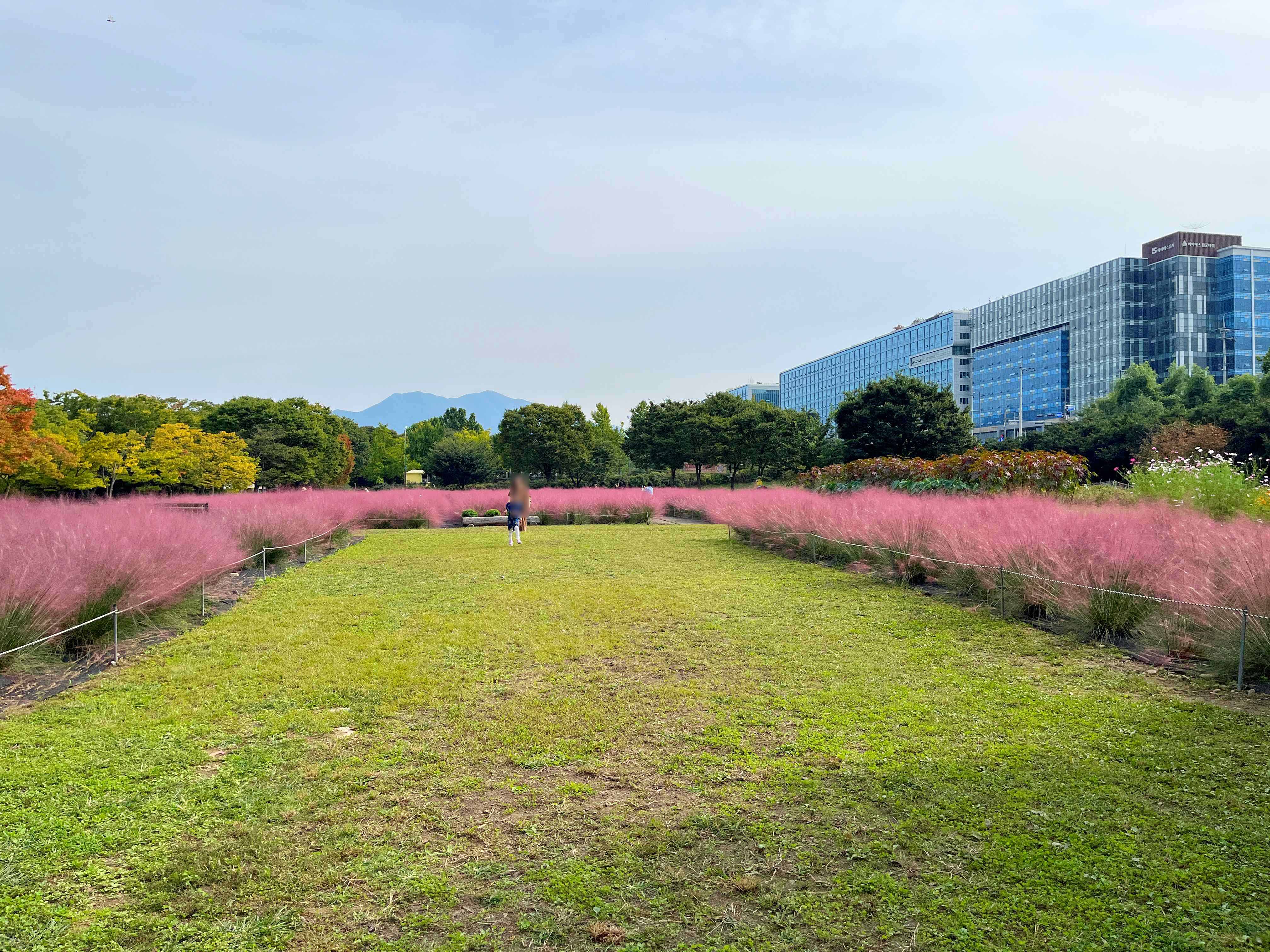 하남 미사경정공원 핑크뮬리