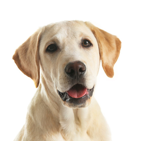 2025년 을사년 개띠 신년 운세