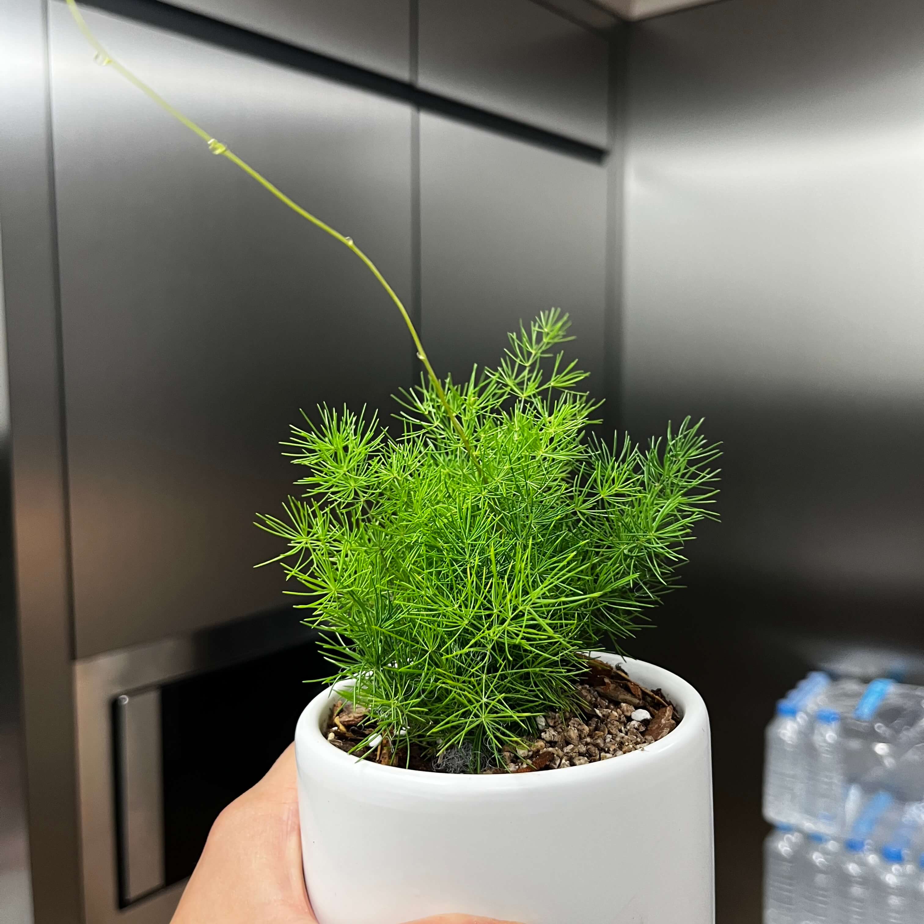 아스파라거스 미리오 클라두스