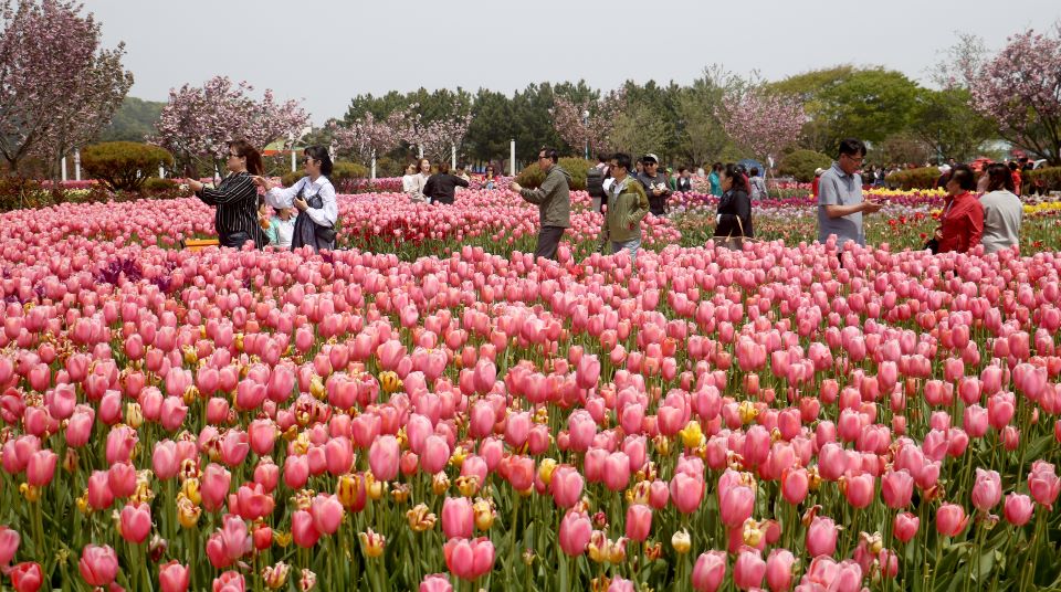 봄 축제 가볼만한곳: 태안 세계 튤립 축제
