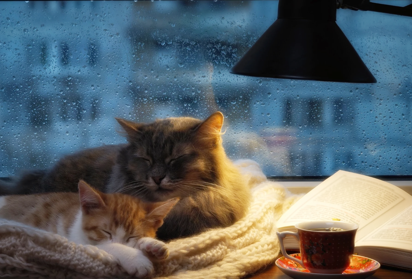 고양이가 편안히 지낼 수 있는 환경 만들기