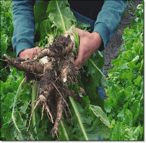 치커리 뿌리 효능