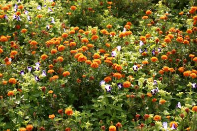 아프리칸매리골드