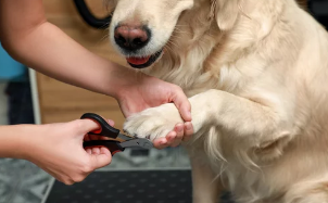 강아지 발톱깍기/출처:어도비스톡