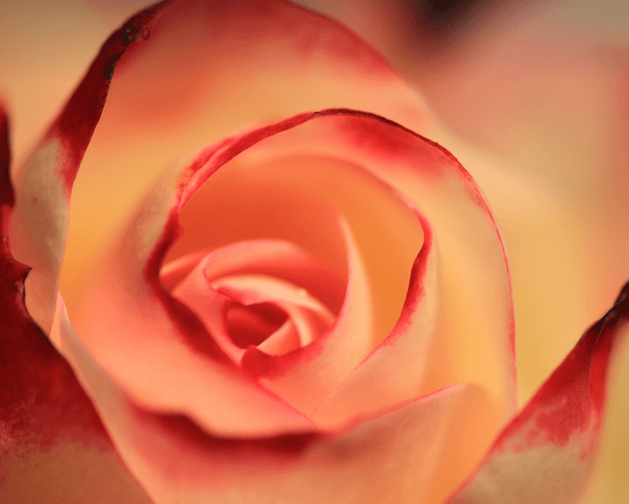 삼척장미축제 일정 입장료 주차장 관람꿀팁