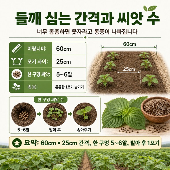 들깨 파종시기
