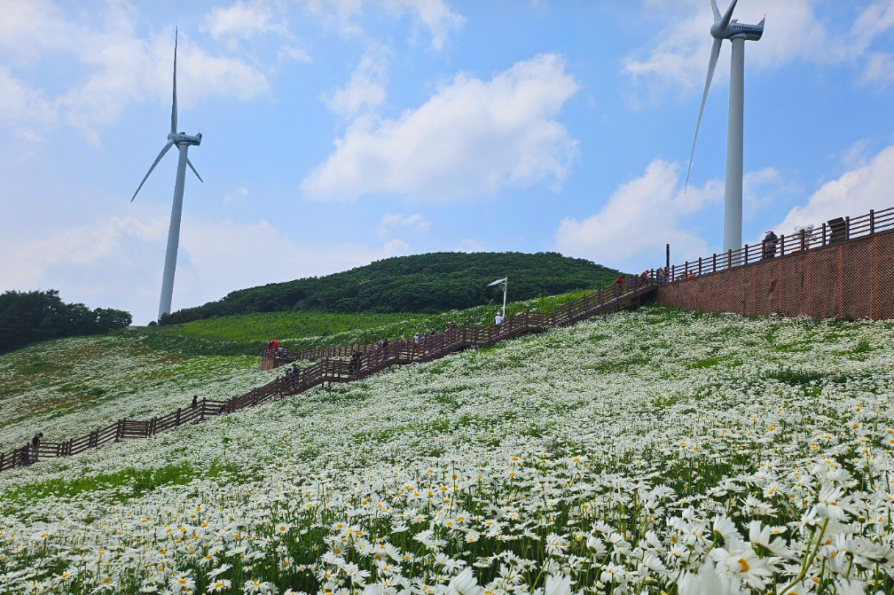 평창 청옥산 육백마지기 샤스타데이지