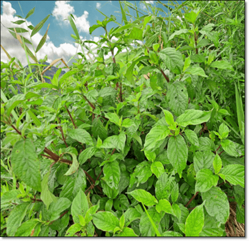 우술 효능 및 활성 성분 먹는 법과 섭취량, 주의점