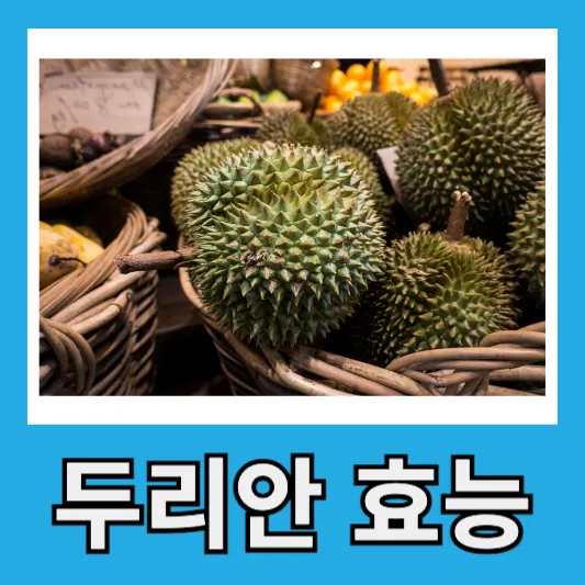 두리안 효능