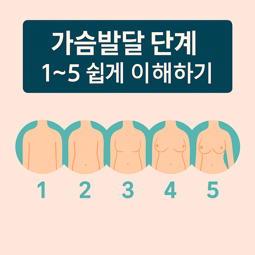 여아 가슴발달 1~5단계 일러스트 &ndash; 성조숙증 조기 사춘기 체크용