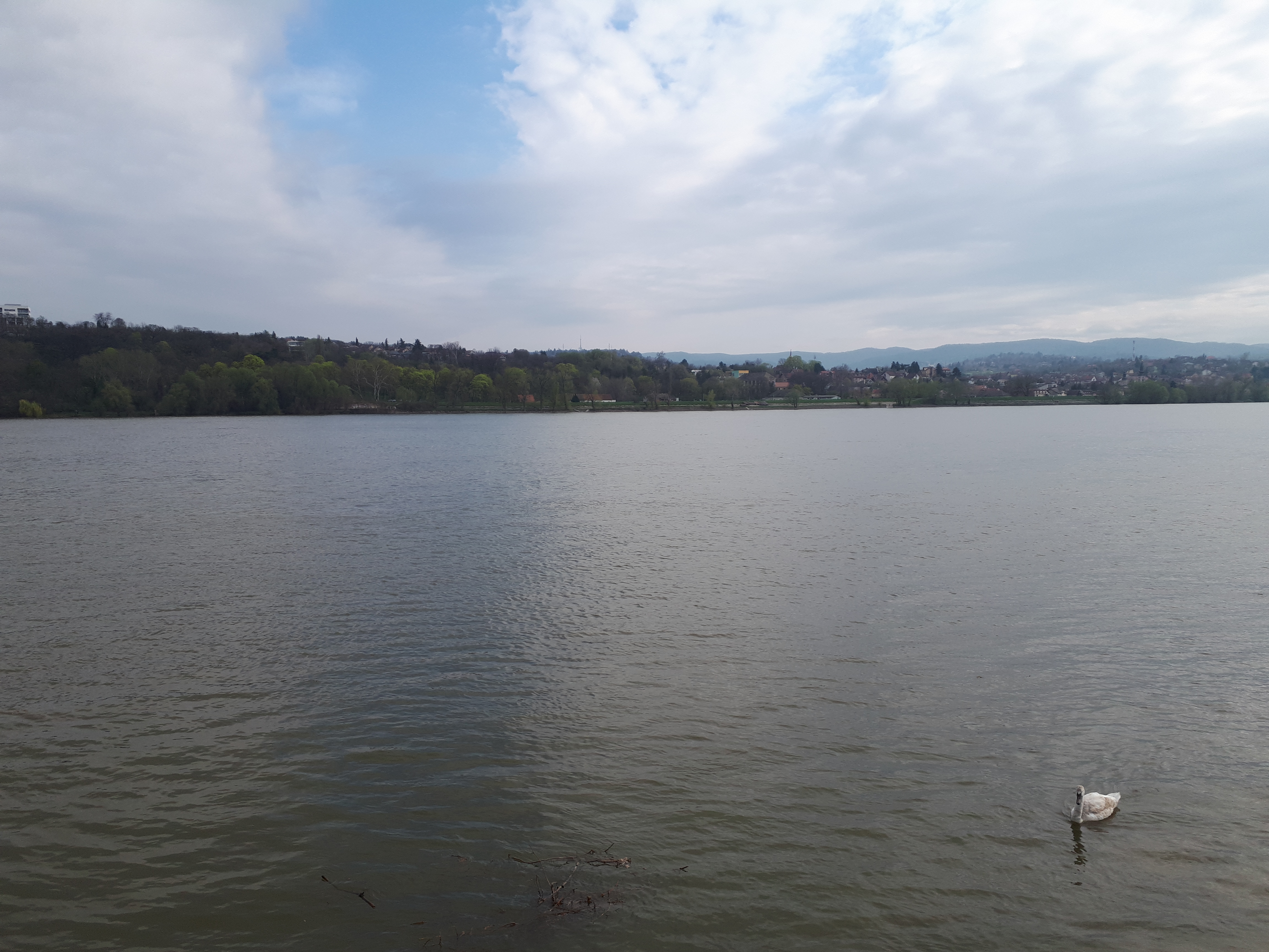 세르비아 노비사드 도나우 강의 오리