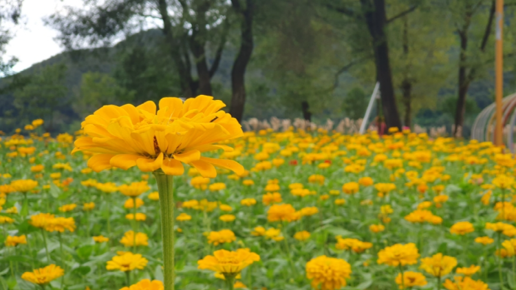 자라섬 꽃 페스타