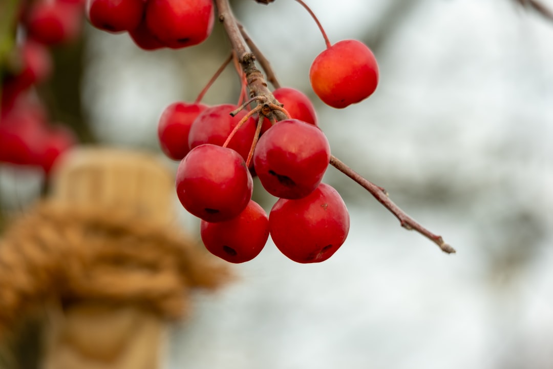 Cornelian cherry.
