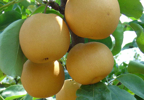 가을 환절기 면역력 높이는 음식 7가지 – 감기 걸리기 전 꼭 챙기세요! 관련 사진