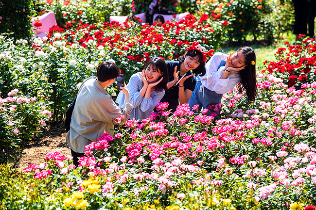 에버랜드 로로티 장미축제